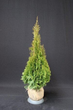 Thuja occ. 'Smaragd' 80-100 cm met kluit - afbeelding 7