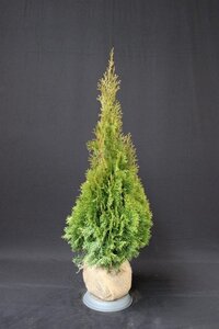 Thuja occ. 'Smaragd' 80-100 cm met kluit - afbeelding 7