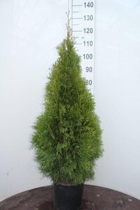Thuja occ. 'Smaragd' 80-100 cm met kluit - afbeelding 19