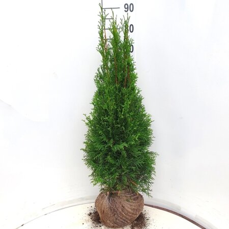 Thuja occ. 'Smaragd' 80-100 cm met kluit - afbeelding 3