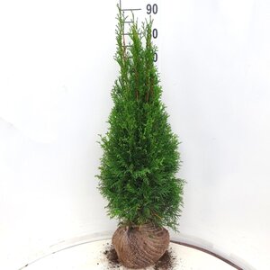 Thuja occ. 'Smaragd' 80-100 cm met kluit - afbeelding 3