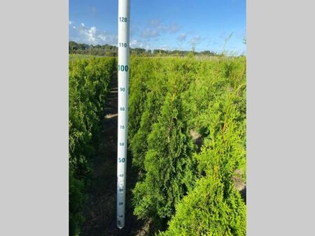 Thuja occ. 'Smaragd' 80-100 cm met kluit - afbeelding 3