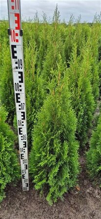 Thuja occ. 'Smaragd' 80-100 cm met kluit - afbeelding 21