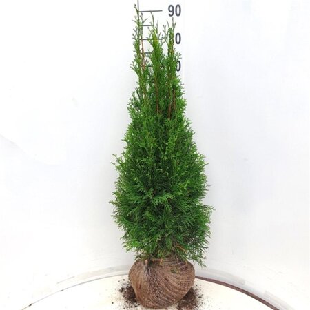 Thuja occ. 'Smaragd' 80-100 cm met kluit - afbeelding 12