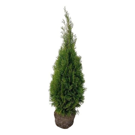 Thuja occ. 'Smaragd' 80-100 cm met kluit - afbeelding 5
