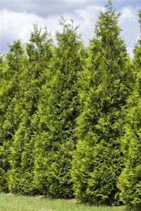 Thuja occ. 'Smaragd' geen maat specificatie cont. 1,5L - afbeelding 2
