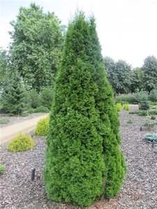 Thuja occ. 'Smaragd' geen maat specificatie 0,55L/P9cm - afbeelding 4