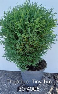 Thuja occ. 'Tiny Tim' 30-40 cm cont. 5,0L - afbeelding 7