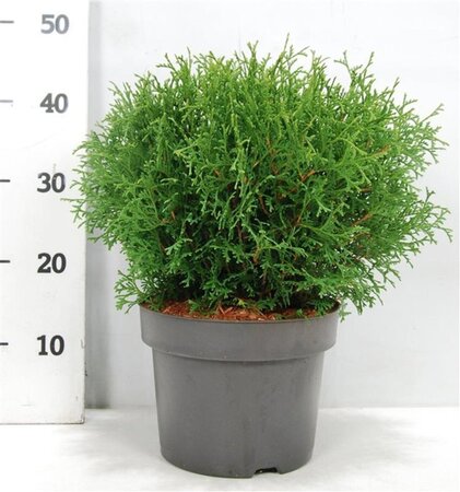 Thuja occ. 'Tiny Tim' 30-40 cm cont. 5,0L - afbeelding 4