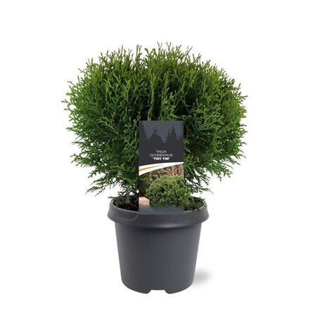 Thuja occ. 'Tiny Tim' 30-40 cm cont. 5,0L - afbeelding 3