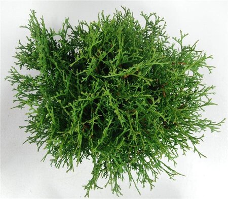Thuja occ. 'Tiny Tim' 30-40 cm cont. 5,0L - afbeelding 5