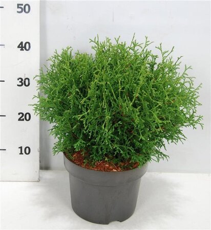Thuja occ. 'Tiny Tim' 30-40 cm cont. 5,0L - afbeelding 6