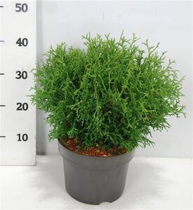 Thuja occ. 'Tiny Tim' 30-40 cm cont. 5,0L - afbeelding 6