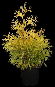 Thuja occ. 'Yellow Ribbon' 100-125 cm met kluit - afbeelding 2