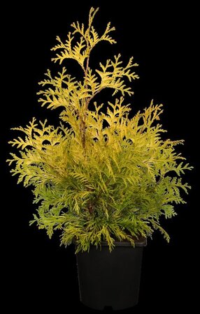 Thuja occ. 'Yellow Ribbon' 125-150 cm met kluit - afbeelding 2