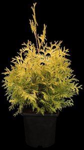 Thuja occ. 'Yellow Ribbon' 20-25 cm cont. 2,0L