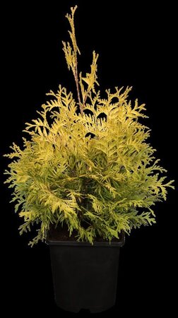 Thuja occ. 'Yellow Ribbon' 40-50 cm cont. 3,0L - afbeelding 1