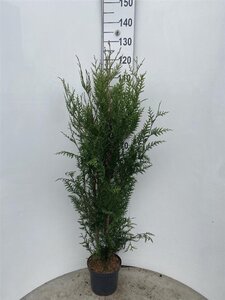 Thuja pl. 'Atrovirens' 100-125 cm cont. 4,0L - afbeelding 3