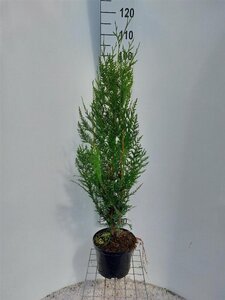 Thuja pl. 'Atrovirens' 100-125 cm cont. 5,0L - afbeelding 3
