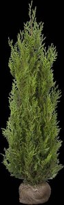 Thuja pl. 'Atrovirens' 250-300 cm draadkluit - afbeelding 2