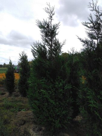 Thuja pl. 'Atrovirens' 250-300 cm draadkluit - afbeelding 3