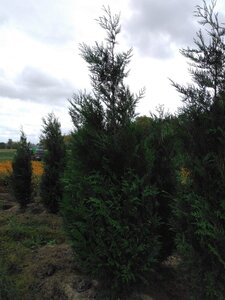 Thuja pl. 'Atrovirens' 250-300 cm draadkluit - afbeelding 3