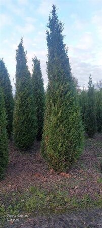 Thuja pl. 'Atrovirens' 250-300 cm met kluit - afbeelding 3