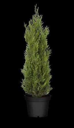 Thuja pl. 'Atrovirens' 300-350 cm met kluit - afbeelding 3