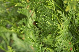 Thuja pl. 'Atrovirens' 500-600 cm draadkluit