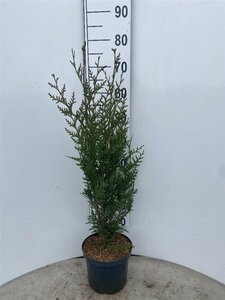 Thuja pl. 'Atrovirens' 60-80 cm cont. 4,0L - afbeelding 3