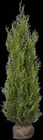 Thuja pl. 'Atrovirens' 60-80 cm met kluit - afbeelding 2