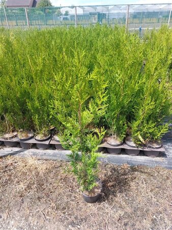 Thuja pl. 'Atrovirens' 80-100 cm cont. 3,0L - afbeelding 3