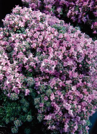 Thymus praecox 'Pseudolanuginosus' geen maat specificatie 0,55L/P9cm - afbeelding 2
