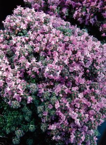 Thymus praecox 'Pseudolanuginosus' geen maat specificatie 0,55L/P9cm - afbeelding 2