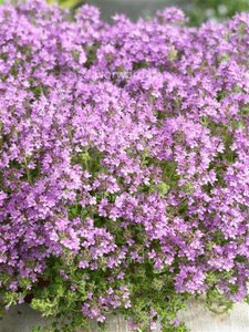 Thymus praecox 'Pseudolanuginosus' geen maat specificatie 0,55L/P9cm