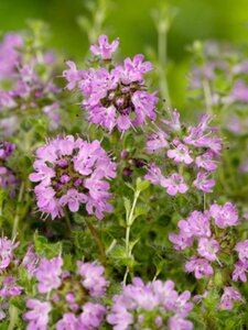 Thymus praecox 'Pseudolanuginosus' geen maat specificatie 0,55L/P9cm - afbeelding 3