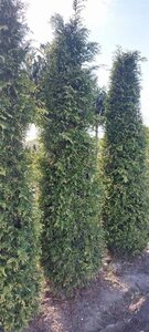 Thuja pl. 'Zebrina' 200-250 cm met kluit - afbeelding 1