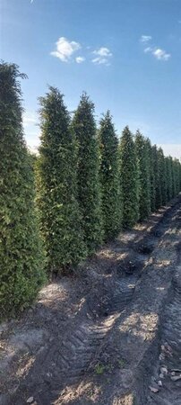 Thuja pl. 'Zebrina' 200-250 cm met kluit - afbeelding 2