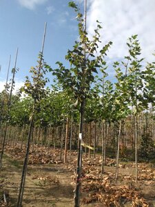 Tilia cordata 'Böhlje'=Erecta 10-12 Hoogstam wortelgoed - afbeelding 6