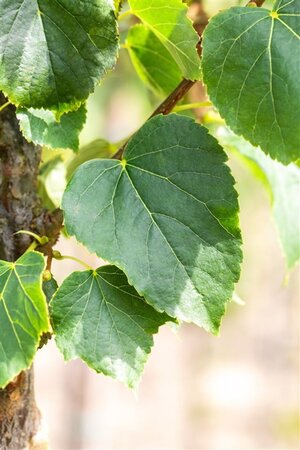 Tilia cordata 'Böhlje'=Erecta 20-25 Hoogstam draadkluit 4 X verplant - afbeelding 4