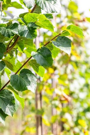 Tilia cordata 'Böhlje'=Erecta 25-30 Hoogstam draadkluit 4 X verplant - afbeelding 5