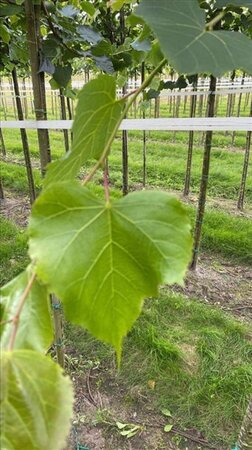 Tilia cordata 'Greenspire' 12-14 Hoogstam draadkluit 2 X verplant - afbeelding 1