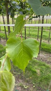 Tilia cordata 'Greenspire' 12-14 Hoogstam draadkluit 2 X verplant - afbeelding 1