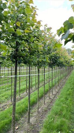 Tilia cordata 'Greenspire' 12-14 Hoogstam draadkluit 2 X verplant - afbeelding 2