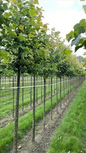 Tilia cordata 'Greenspire' 12-14 Hoogstam draadkluit 2 X verplant - afbeelding 2