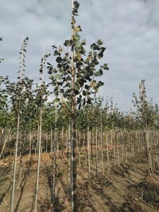 Tilia cordata 'Greenspire' 12-14 Hoogstam wortelgoed 2 X verplant