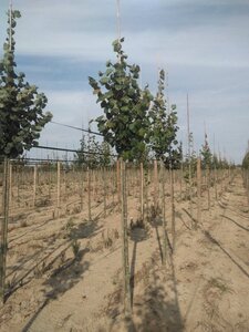 Tilia cordata 'Greenspire' 12-14 Hoogstam wortelgoed 2 X verplant - afbeelding 2
