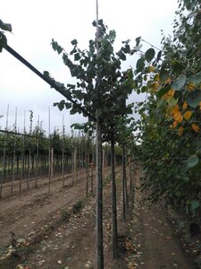 Tilia cordata 12-14 Hoogstam wortelgoed 2 X verplant - afbeelding 2