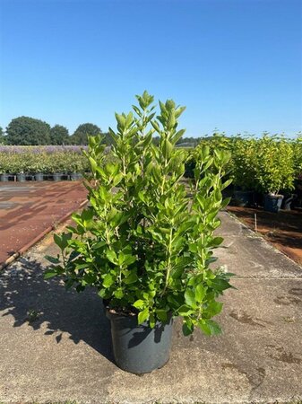 Tilia cordata 200-225 cm wortelgoed 3 jarig verpl. zaailing - afbeelding 2