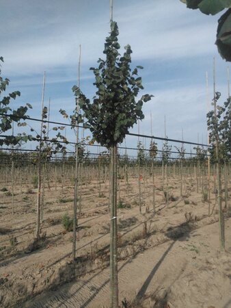 Tilia cordata 'Roelvo' 12-14 Hoogstam wortelgoed 2 X verplant - afbeelding 2
